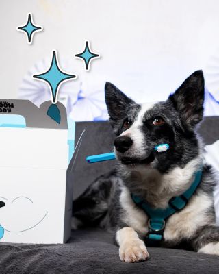 🐶 Naši čtyřnozí kámoši jsou vždy na prvním místě, tak jim dopřejme chvilku AUUUTENTICKÉHO RELAXU! Zdravé tlapky, ouška i...